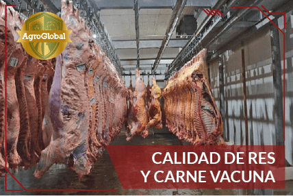 Calidad de Res y Carne Vacuna